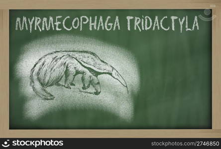 myrmecophaga tridactyla sketched with chalk on blackboard