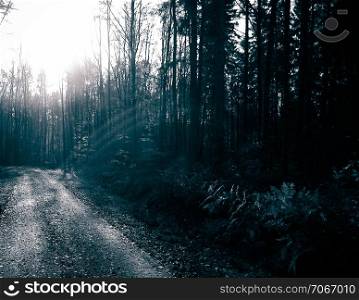 Mysterious autumnal forest landscape. Nature concept. BW dark filter toned.. Mysterious autumnal forest landscape.