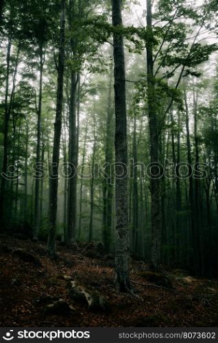 Mysterious dark atmosphere in the forest with fog. Mysterious dark forest in fog