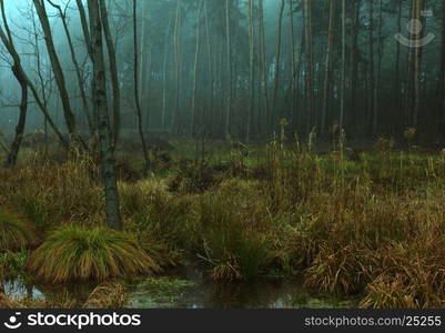 Mysterious dawn in the marshes in November in a very dense fog.Interesting, landscape Horizontal view.