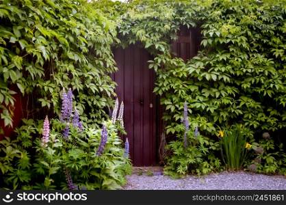 Mysterious entrance in a brick wall covered with green vines, New life or beginning concept