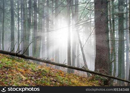 Mysterious fog in the green forest . Mysterious fog in the green forest with pine trees and shining sun