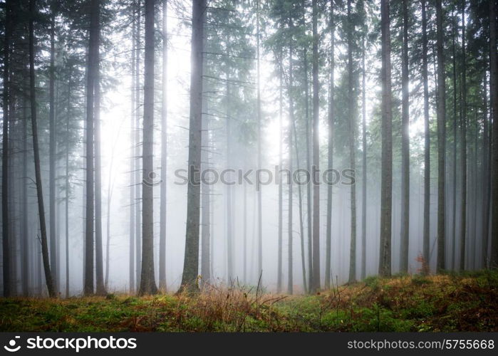 Mysterious fog in the green forest with pine trees