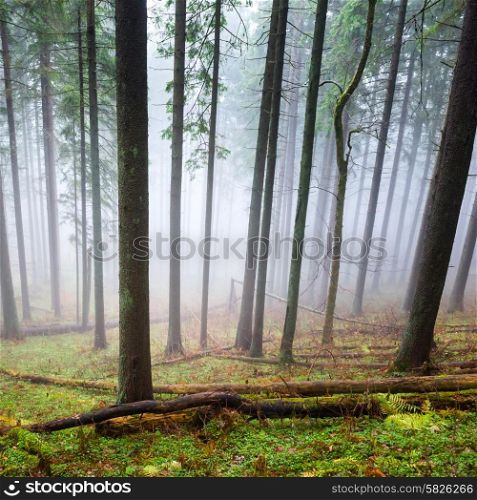Mysterious fog in the green forest with pine trees