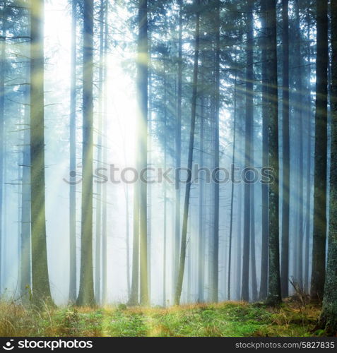 Mysterious fog in the green forest with pine trees