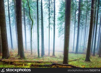Mysterious fog in the light green forest with pine trees