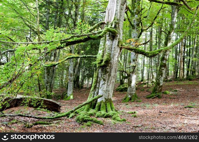 Mysterious forest filled with huge trees trunks moss