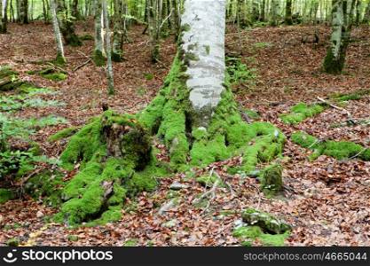 Mysterious forest filled with huge trees trunks moss