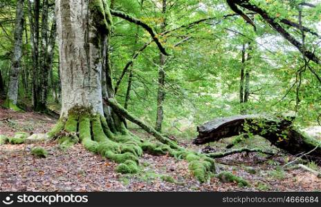 Mysterious forest filled with huge trees trunks moss&#xA;