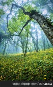 Mysterious forest in fog with green leaves, yellow flowers and blue sky. Beautiful spring morning in Crimea. Magical atmosphere. Fairytale. Mysterious forest in fog with green leaves, yellow flowers and b