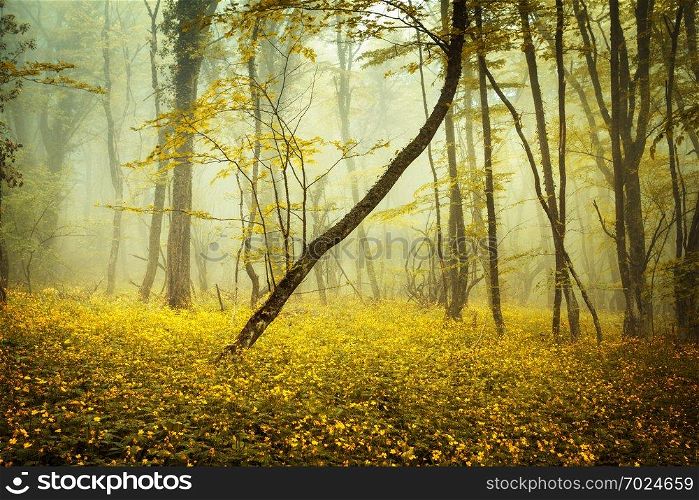 Mysterious forest in fog with orange leaves and yellow flowers. Spring morning in Crimea. Magical atmosphere. Fairytale. Mysterious forest in fog with orange leaves and yellow flowers