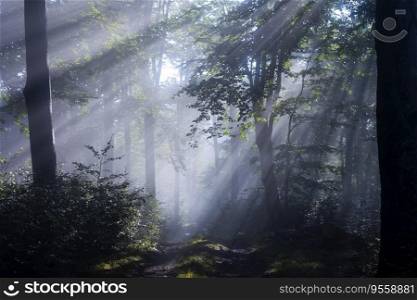 mysterious forest in fog with sunbeams
