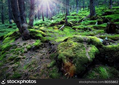 Mysterious forest under the bright sun