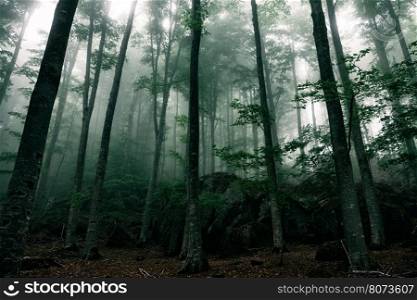 Mysterious house in a mystical forest with fog. Mysterious house in the forest with fog