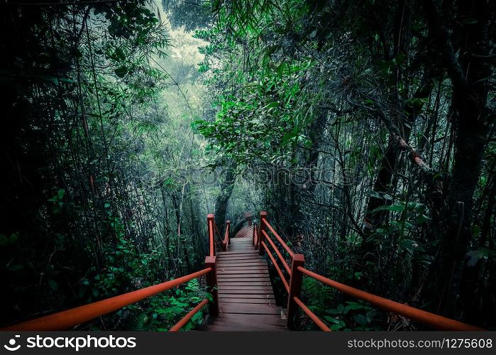 Mysterious landscape of foggy forest with wooden bridge runs through dense foliage. Surreal beauty of exotic trees, thicket of shrubs at tropical jungles. Fantasy nature and fairy tale background