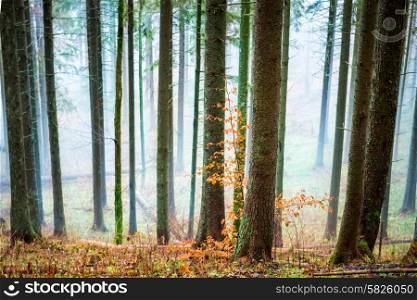 Mysterious mist in the autumn forest with orange leaves and pine trees