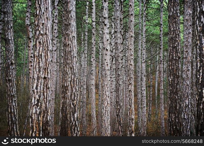 Mystery forest with big dark green pine trees