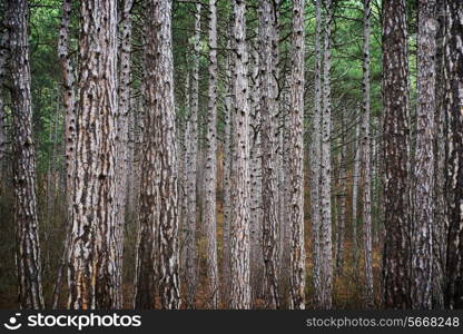 Mystery forest with big dark green pine trees