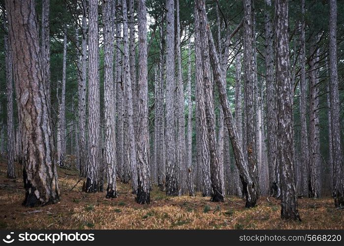 Mystery misty forest with big dark green pine trees