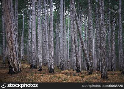 Mystery misty forest with big dark green pine trees