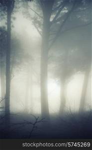 Mystery misty forest with big dark pine trees