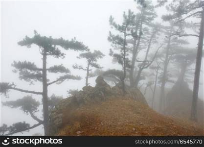 Mystery misty forest with big dark pine trees. Misty forest