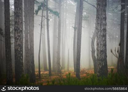 Mystery misty forest with green pine trees