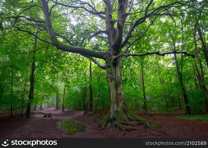 Mystic tree in a forest in Netherlands