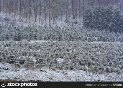 Mystical and picturesque pine forest in beautiful winter.