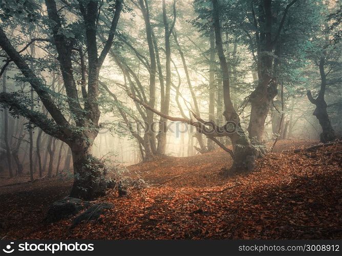 Mystical autumn forest in fog. Magical old trees. Colorful landscape with foggy forest, green and red foliage and trail. Fairy forest in autumn. Fall woods. Enchanted trees with magical atmosphere . Mystical autumn forest in fog. Magical old trees