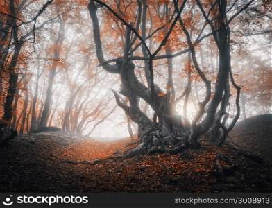 Mystical autumn forest in fog. Magical old trees at sunrise. Colorful landscape with foggy forest, trail, and red foliage. Fairy forest in autumn. Fall woods. Enchanted trees. Amazing atmosphere . Mystical autumn forest in fog. Magical old trees at sunrise