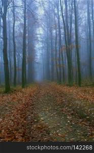 Mystical condition of a forest in the early morning