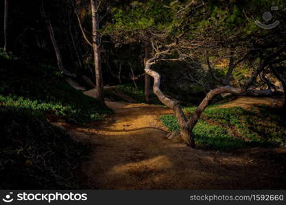 Mystical forest detail with nice sunlight