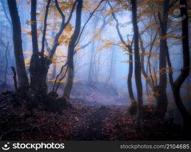Mystical forest in blue fog in autumn. Dark woods. Colorful landscape with enchanted trees with orange leaves. Scenery with path in dreamy foggy forest. Fall colors in october. Nature background