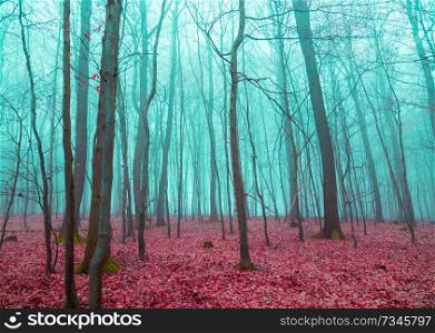 Mystical forest in red and turquoise