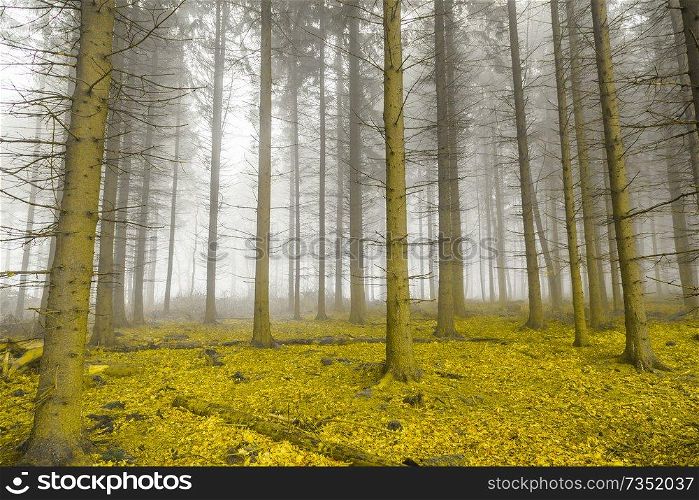 Mystical forest with fog and yellow foliage.. Mystical forest with fog and yellow foliage