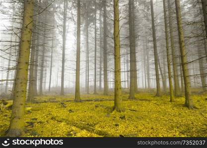 Mystical forest with fog and yellow foliage.. Mystical forest with fog and yellow foliage