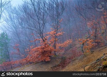 Mystical landscape - in the mountains on the slope of trees in the autumn overcast and foggy day