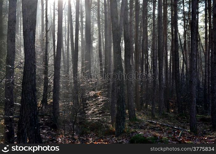 Mysticism with backlight by fog in a wood in Hoenderloo, The Netherlands.