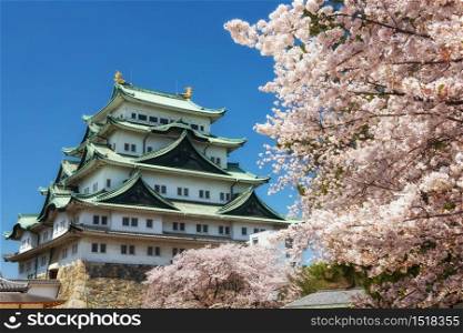 Nagoya Castle and pink white sakura or cherry blossom full bloom frame with blue sky in spring season against blue sky, Japan. Famous travel landmark in Aichi, Chubu.