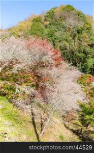 Nagoya, Obara. Autumn Landscape with sakura blossom. Shikizakura kind of sakura blooms once in spring, and again in autumn.