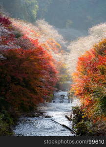 Nagoya, Obara. Autumn Landscape with sakura blossom. Shikizakura kind of sakura blooms once in spring, and again in autumn.