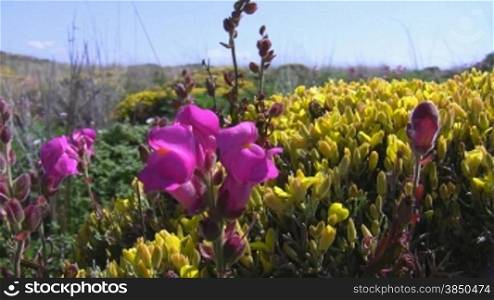Nahaufnahme bunter Blumen auf einer wild gewachsenen Wiese; Knste der Algarve in Portugal; leichter Wind, blauer Himmel mit wei?en W?lckchen.