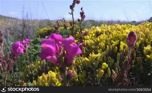 Nahaufnahme bunter Blumen auf einer wild gewachsenen Wiese; Kuste der Algarve in Portugal; leichter Wind, blauer Himmel mit wei?en Wolckchen.