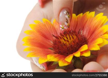 Nail art. Female nails with figure of a camomile close up above a flower