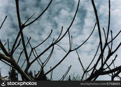 Naked branches of a tree against blue sky close up&#xA;