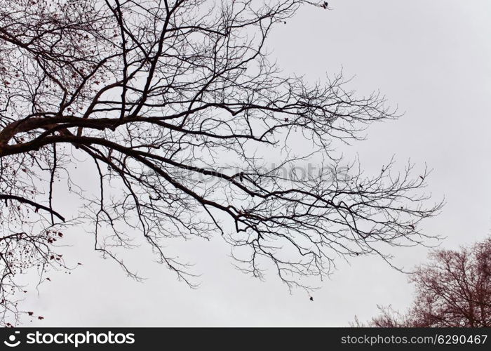 Naked branches of a tree against close up&#xA;