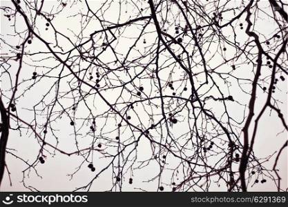 Naked branches of a tree against close up&#xA;