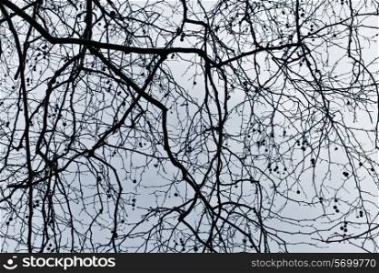 Naked branches of a tree against the dark blue sky