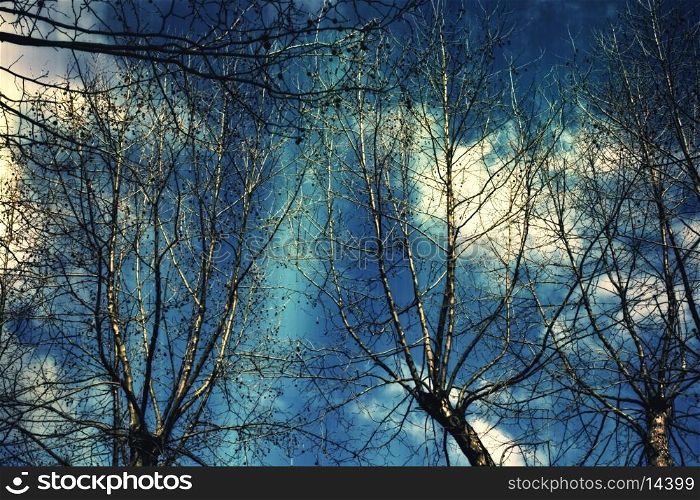 Naked branches of a tree against the dark blue sky close up